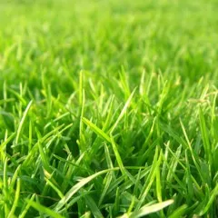 благоустройство газона